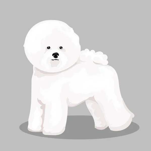 Blanco "bichon frise" perro en un fondo de color — Vector de stock