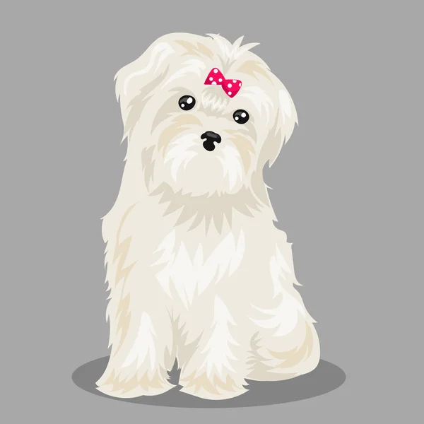 "Chien Shih Tzu "à un fond de couleur — Image vectorielle