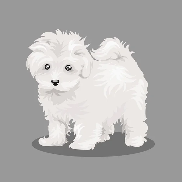 Chien blanc "bichon frise" à un fond de couleur — Image vectorielle