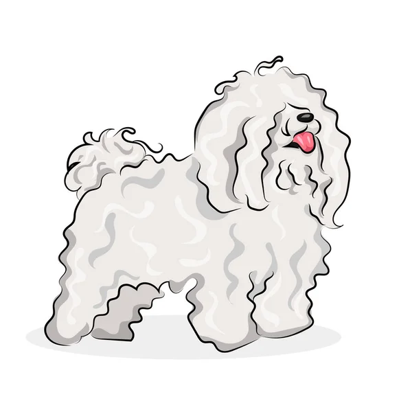 White "bichon frise" dog at one color background — Stock Vector