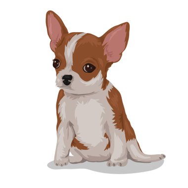Chihuahua köpeği beyaz arka planda izole edilmiş.