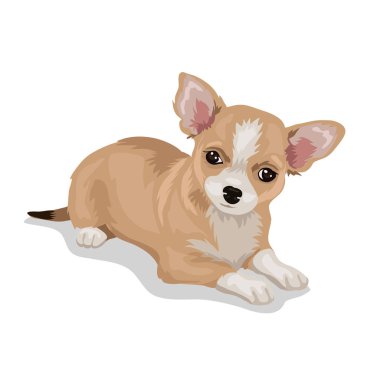 Chihuahua köpeği beyaz arka planda izole edilmiş.