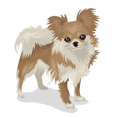 Chihuahua köpeği beyaz arka planda izole edilmiş.