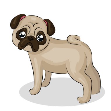 köpek pug beyaz arkaplanda izole