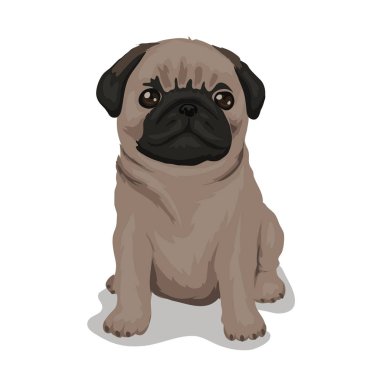 köpek pug beyaz arkaplanda izole