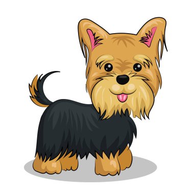 Köpek Yorkshire Teriyeri beyaz arka planda izole edildi