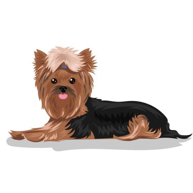 Köpek Yorkshire Teriyeri beyaz arka planda izole edildi