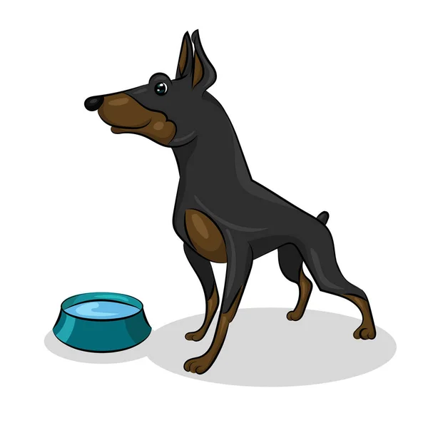 Cão doberman isolado e placa azul com água — Vetor de Stock
