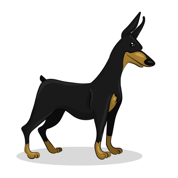 Perro doberman aislado en el con fondo — Vector de stock