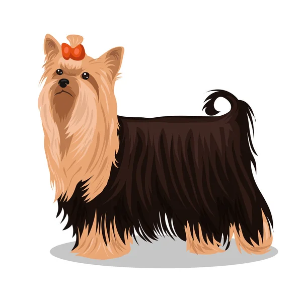 Σκυλί yorkshire terrier με κόκκινο τόξο απομονώνονται στο λευκό φόντο — Διανυσματικό Αρχείο