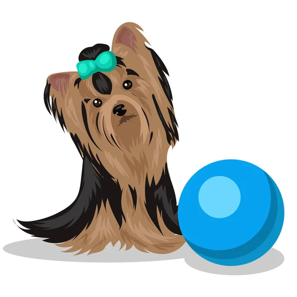 Dog yorkshire terrier with blue ball isolated at the white background — Stock Vector