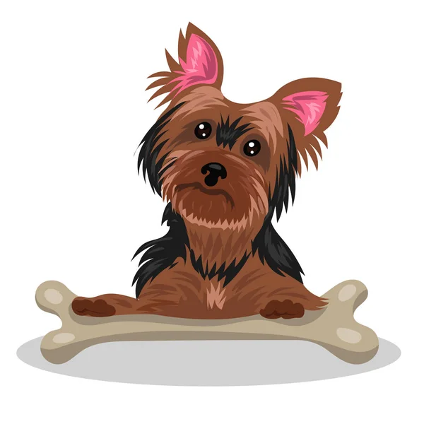 Dog yorkshire terrier with bone isolated at the white background — 스톡 벡터
