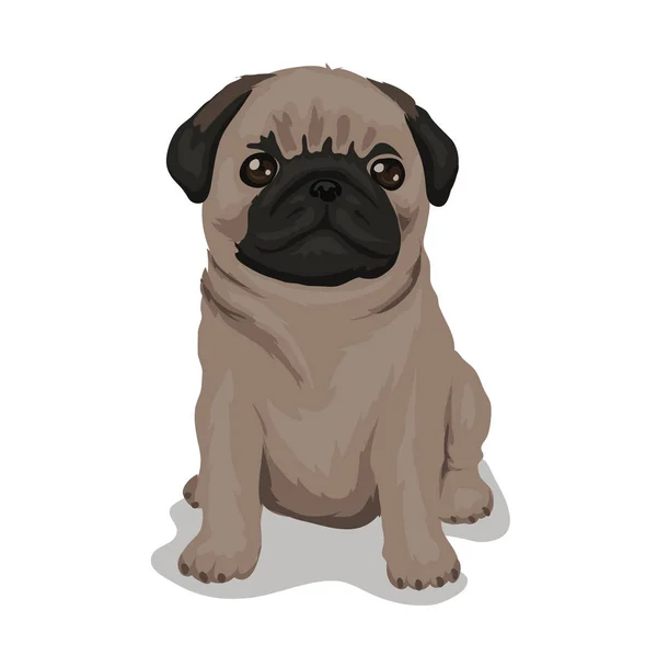 Dog pug isolated at the white background — Stock Vector