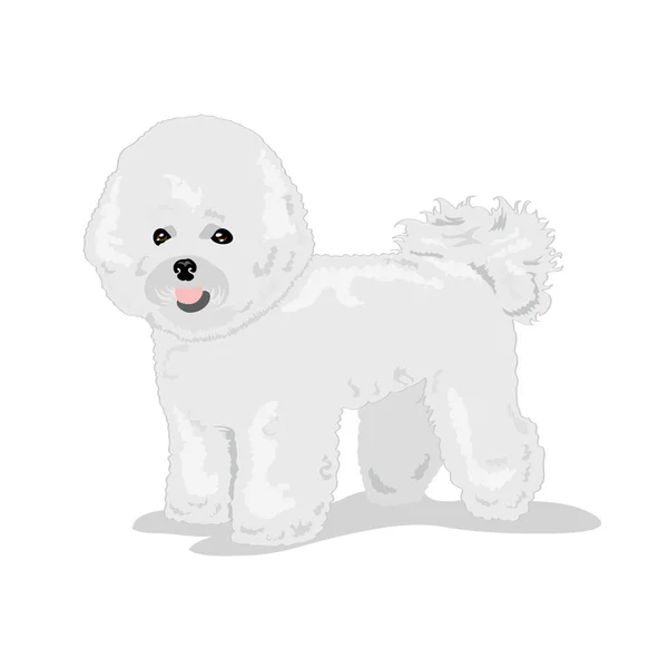 White Bichon Frize dog isolated at one color background — Stock Vector