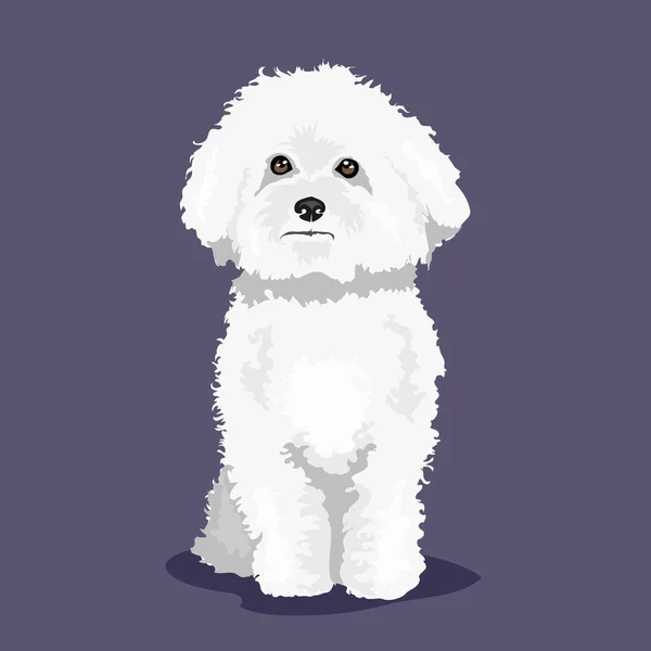 White Bichon Frize dog isolated at one color background — Stock Vector