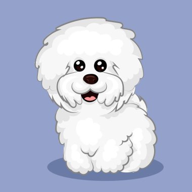 Beyaz Bichon Frize köpeği tek renk arkaplanda izole edilmiş