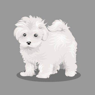 Beyaz Bichon Frize köpeği tek renk arkaplanda izole edilmiş