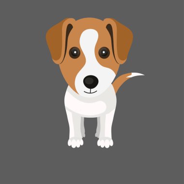Jack Russell Dog izole edilmiş.