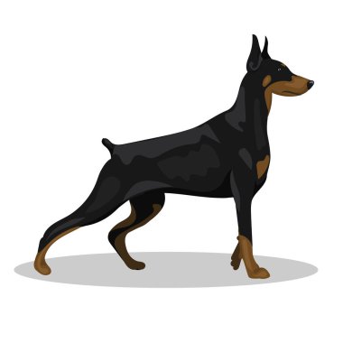 Köpek doberman arka planda tek başına duruyor.