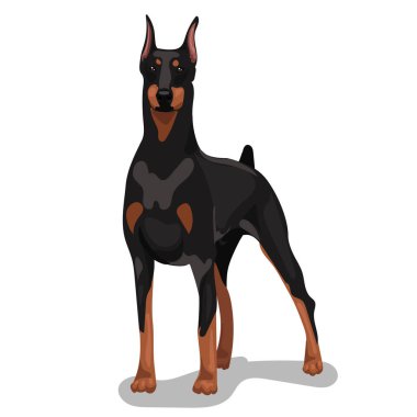 Köpek doberman arka planda tek başına duruyor.