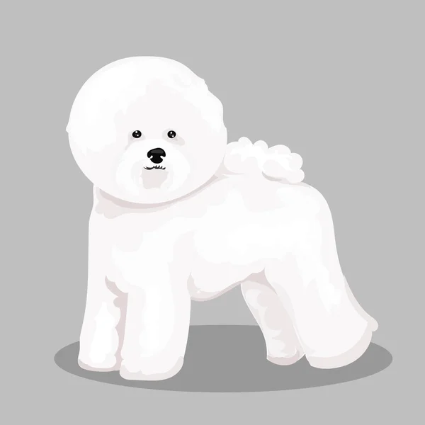 Branco Bichon Frize cão isolado em um fundo de cor — Vetor de Stock