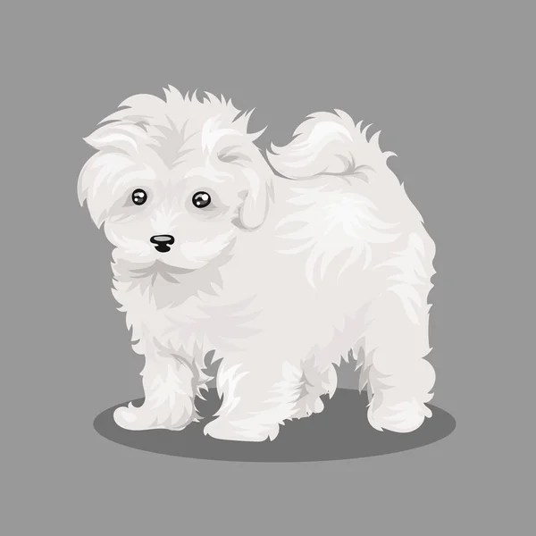 Branco Bichon Frize cão isolado em um fundo de cor —  Vetores de Stock