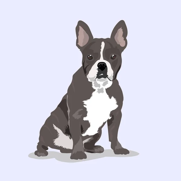 Mops grå hund vid ljus bakgrund — Stock vektor