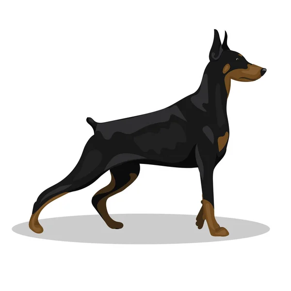 Perro doberman pie aislado en el con fondo — Archivo Imágenes Vectoriales