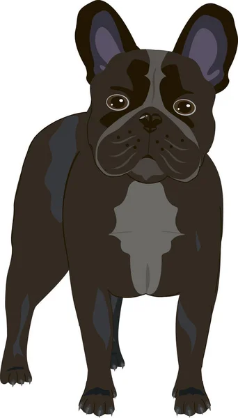 Мопс чорний собака на білому тлі — стоковий вектор