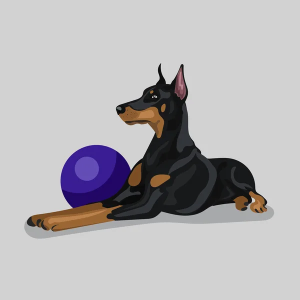 Hund doberman med blå boll isolerad på med bakgrund — Stock vektor