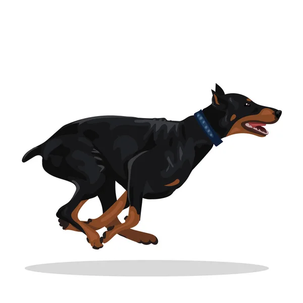 Cão doberman correndo isolado no com fundo — Vetor de Stock