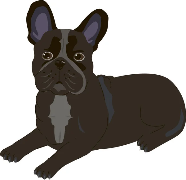 Pug zwarte hond op de witte achtergrond — Stockvector