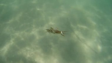 Deniz Yengeç deniz dibinin aşağı