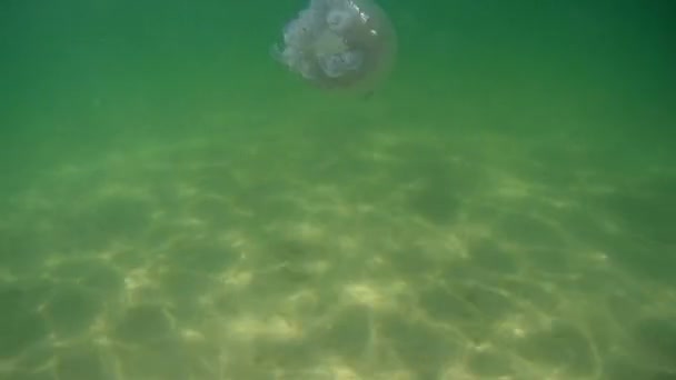 Белая медуза, плавающая в море под водой — стоковое видео