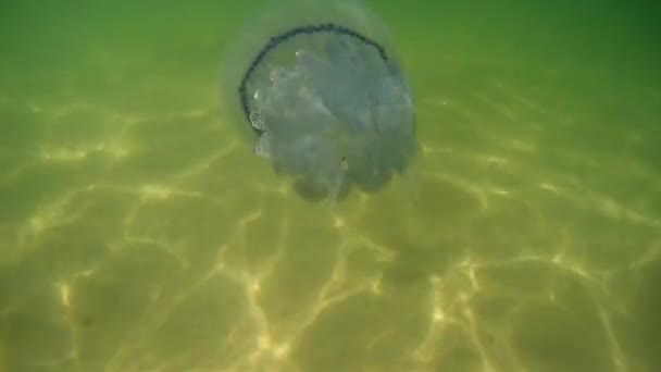 Medusas no Mar Negro (Ucrânia ) — Vídeo de Stock