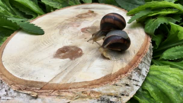 Dos caracoles se arrastran sobre el tronco del árbol — Vídeos de Stock