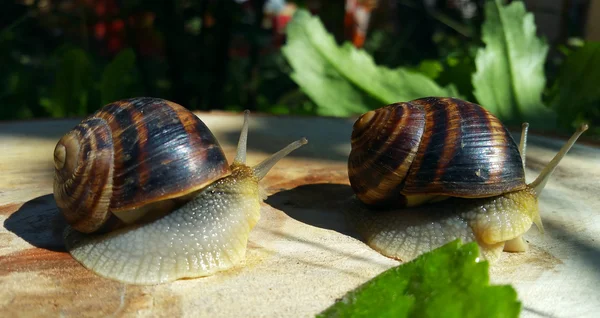 Two brown snail crawling on a tree stump — Stock Photo, Image