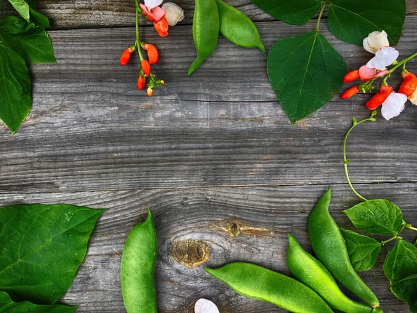 Ramo con baccello di fagioli, fiori e foglie verdi — Foto Stock