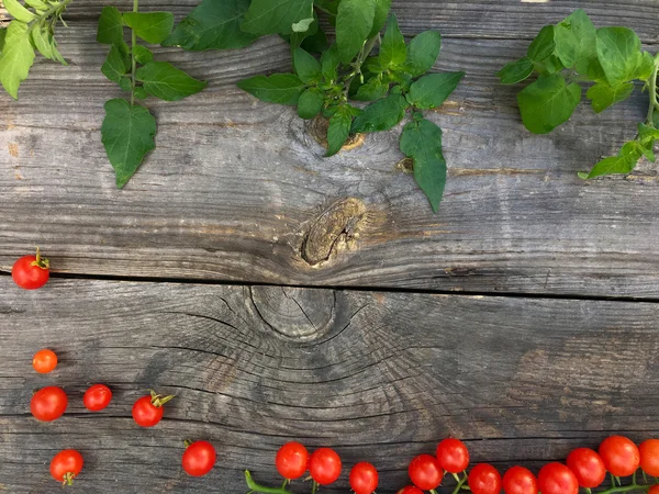 빨간 체리 토마토 나무 배경 — 스톡 사진