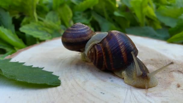 Dos caracoles en un muñón en la hoja verde — Vídeos de Stock
