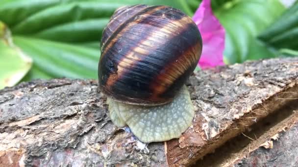 Caracol marrón gira y se arrastra sobre un tronco de árbol — Vídeos de Stock