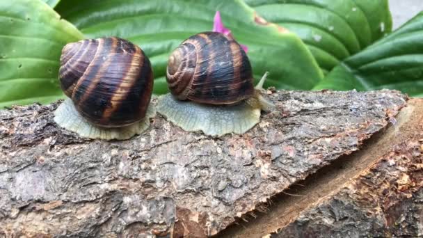 Dois caracol rastejando em um tronco de árvore — Vídeo de Stock