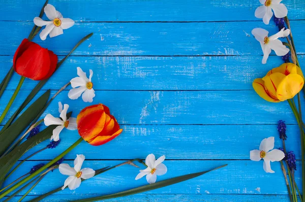 Tulipa, narciso em um fundo de madeira azul — Fotografia de Stock