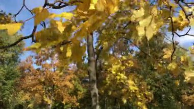 Şube sarı akçaağaç yaprakları gökyüzüne karşı