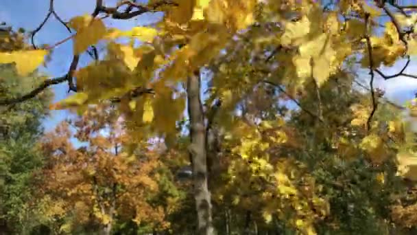 Şube sarı akçaağaç yaprakları gökyüzüne karşı — Stok video