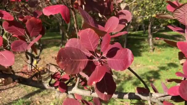 Röda blad av Cotinus coggygria — Stockvideo