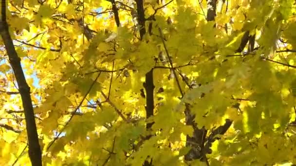Folhas de bordo douradas em um galho balançando ao vento — Vídeo de Stock