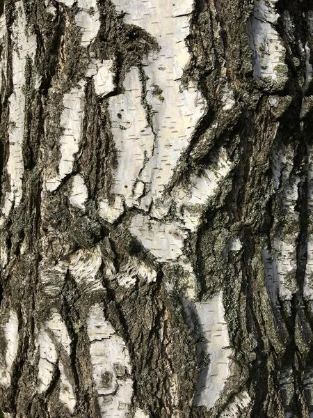 Birch tree bark närbild, vertikala sammansättning — Stockfoto