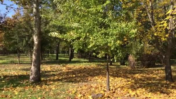 Panorama City Park autumn day — Stock Video