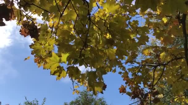 Sarı akçaağaç yaprakları mavi gökyüzü — Stok video
